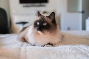 Raggy: My Heart, Paws, and All